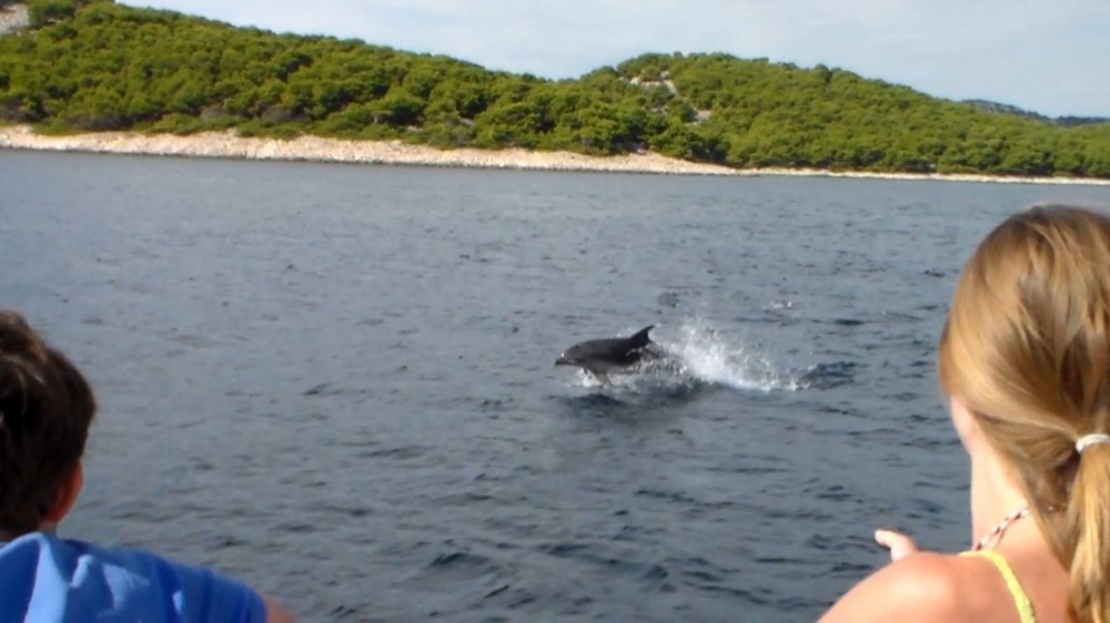 Potraga za delfinima + otok Vrgada