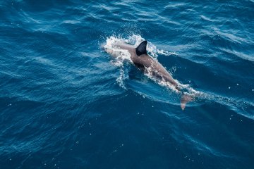 Potraga za delfinima + otok Vrgada, foto 1