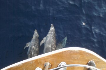 Potraga za delfinima + otok Vrgada, foto 16