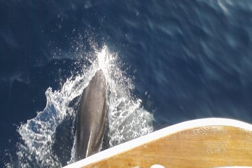 Potraga za delfinima + otok Vrgada, foto 15